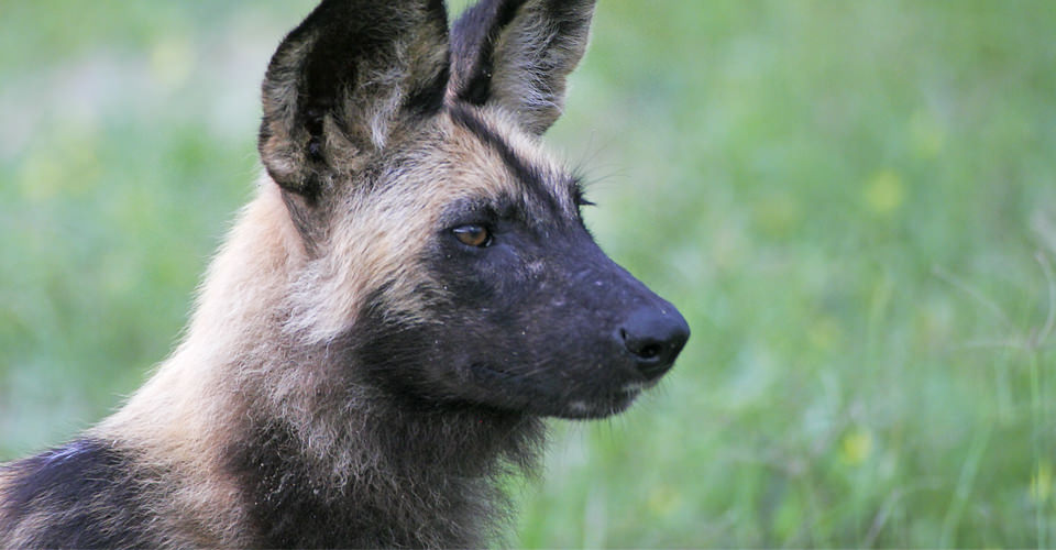 Botswana Safari Tour 