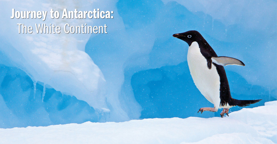 adelie penguin,南极洲