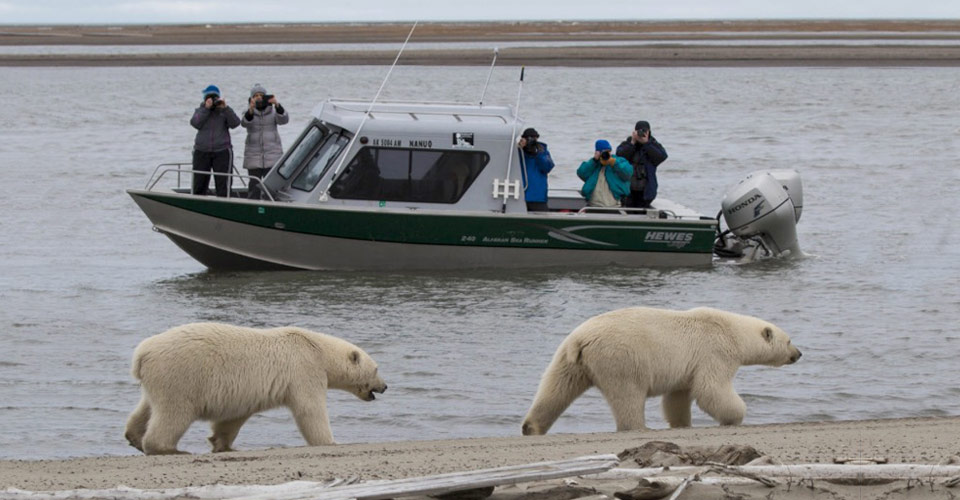 Kaktovik, Alaska Polar Bear Photo Tour