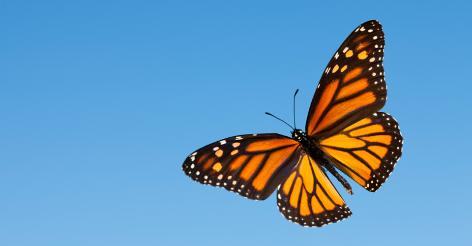 Monarch Butterfly Photo Tour Photo Expeditions