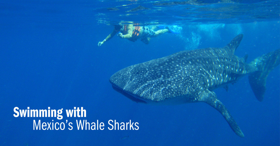 Swimming With Whale Sharks Mexico Ecotourism