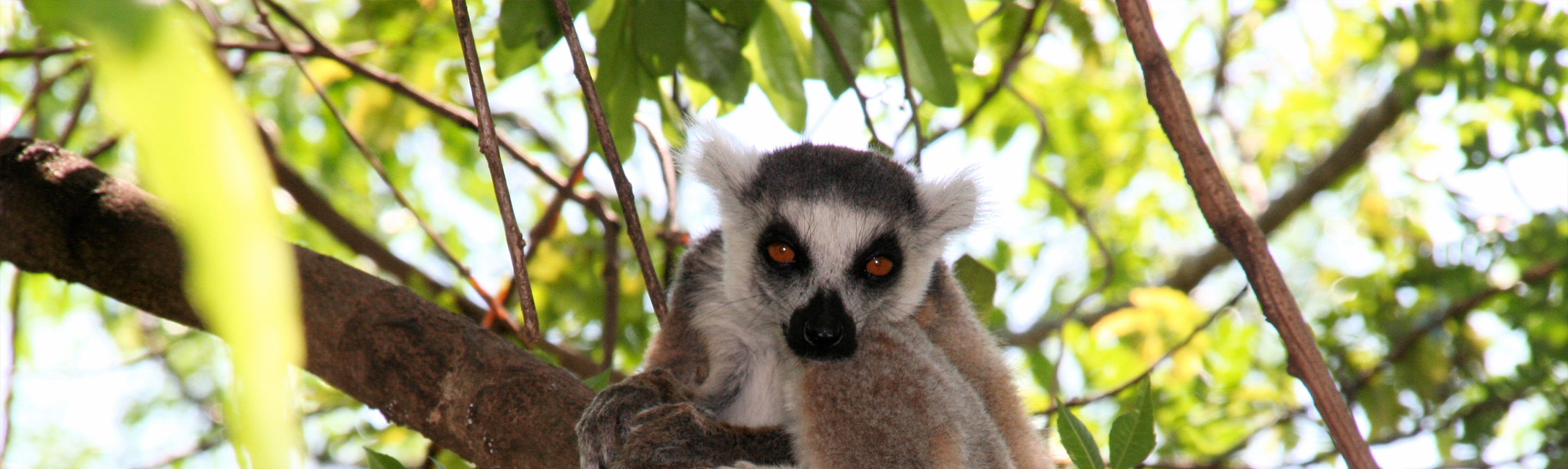 Big-Eyed, Fluffy-Tailed Lemur Species Discovered