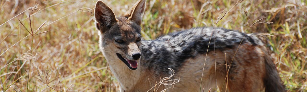 Jackal & Fox Facts | Southern Africa Wildlife Guide