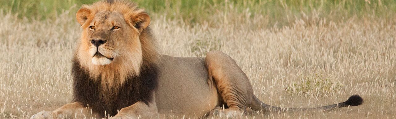 Lion Facts | Southern Africa Wildlife Guide