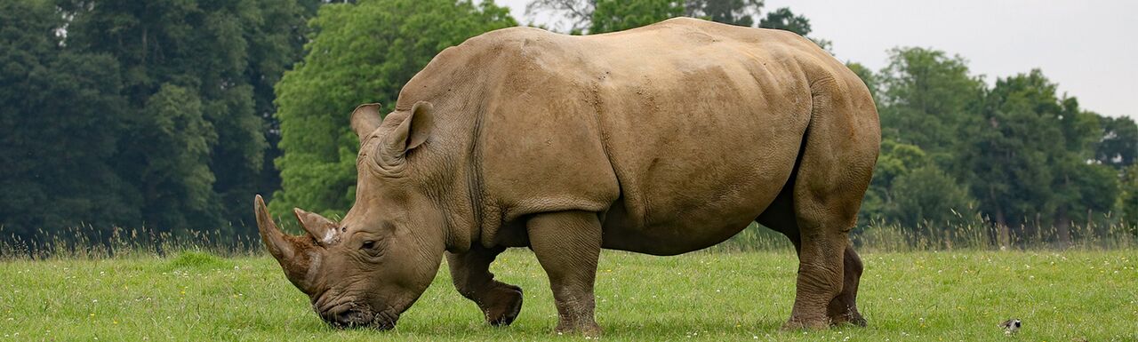 top speed of african rhinoceros