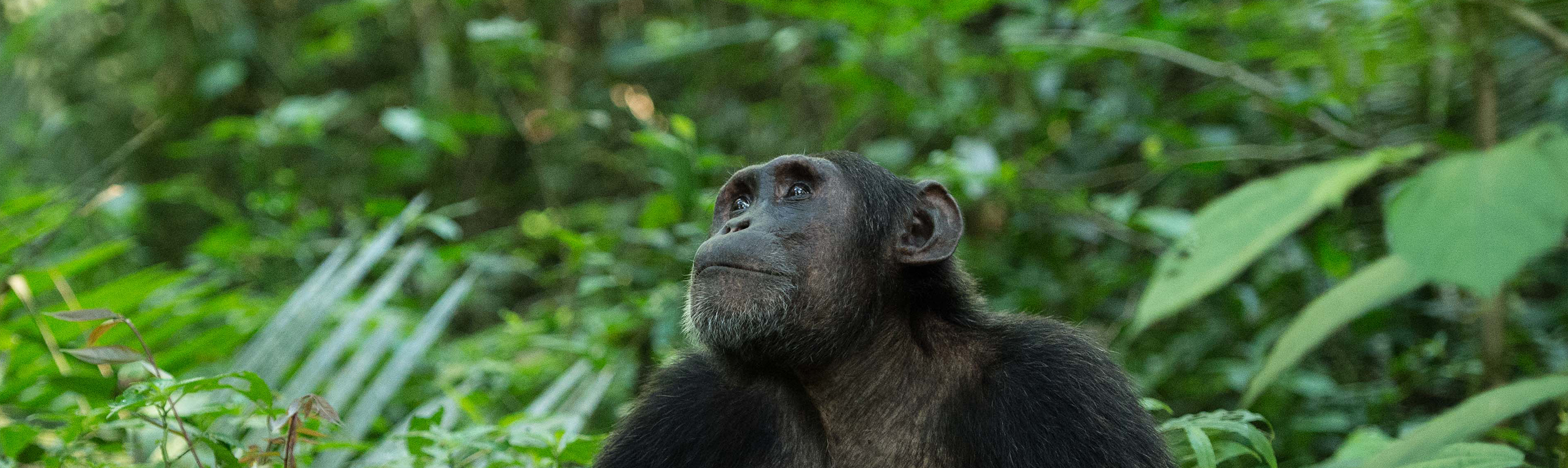 Chimpanzees | Uganda and Rwanda Wildlife Guide