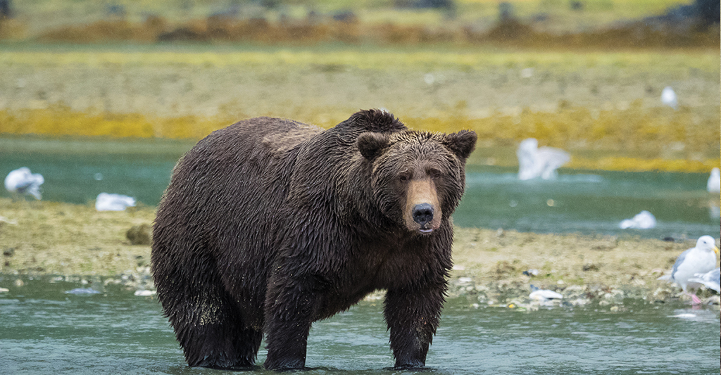 Natural Habitat Adventures | Know Before You Go | Alaska & Northern ...