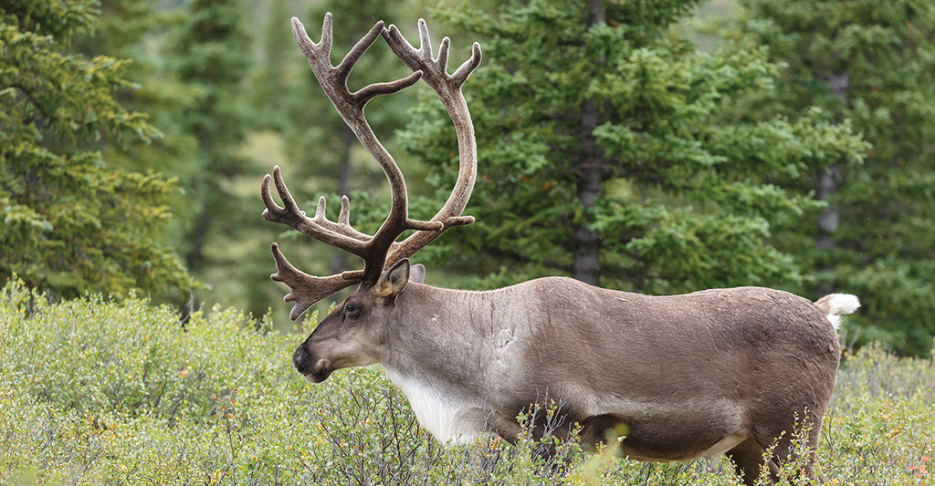 Wildlife in Alaska | Know Before You Go