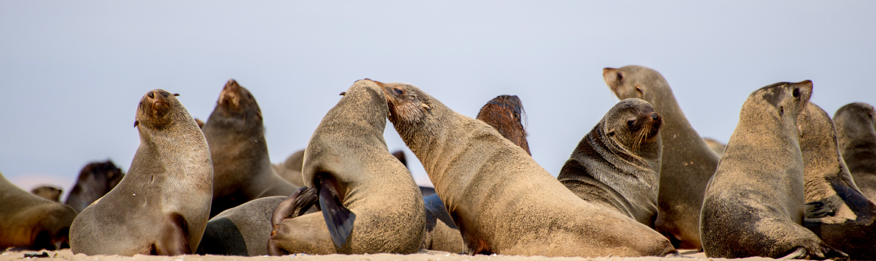 Fur Seal Facts | Australia South Wildlife Guide