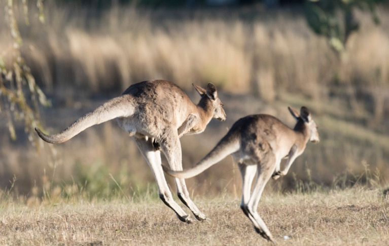 Kangaroo Facts | Australia South Wildlife Guide