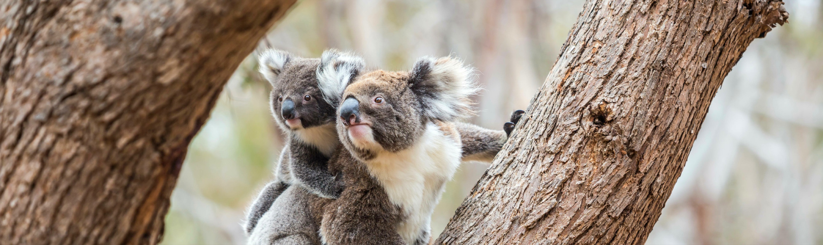 Koala Facts | Australia South Wildlife Guide