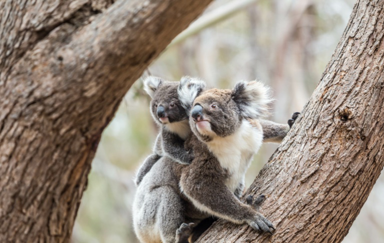 Koala Facts | Australia South Wildlife Guide