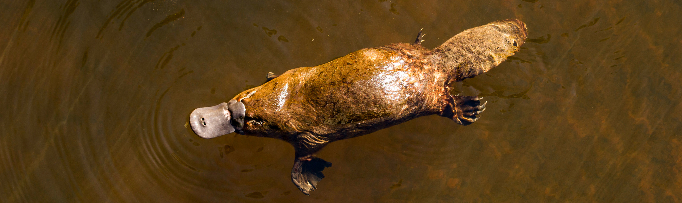 Platypus Facts | Australia South Wildlife Guide