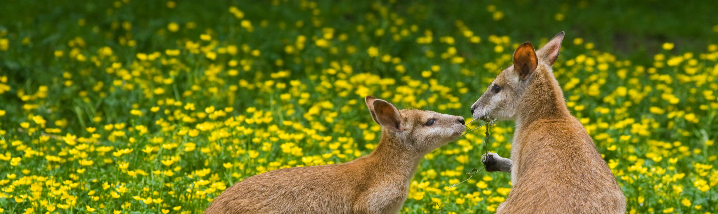 Wallaby Facts | Australia South Wildlife Guide