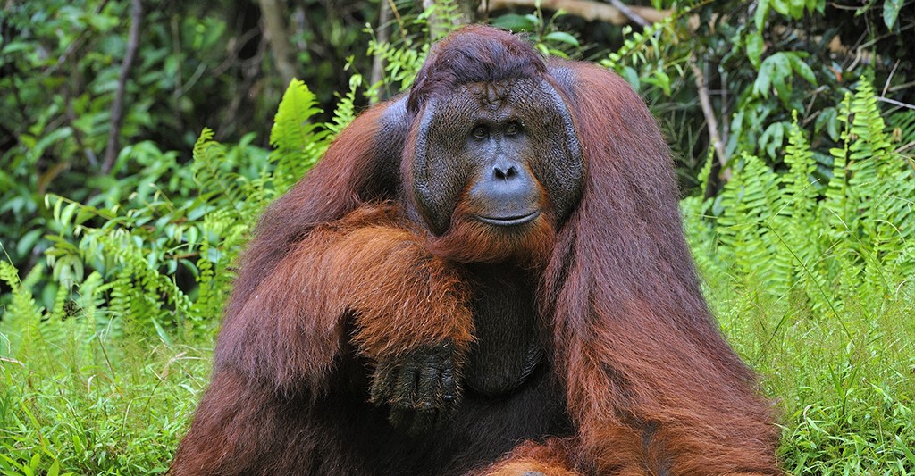 Know Before You Go | The Wilds of Borneo: Orangutans & Beyond