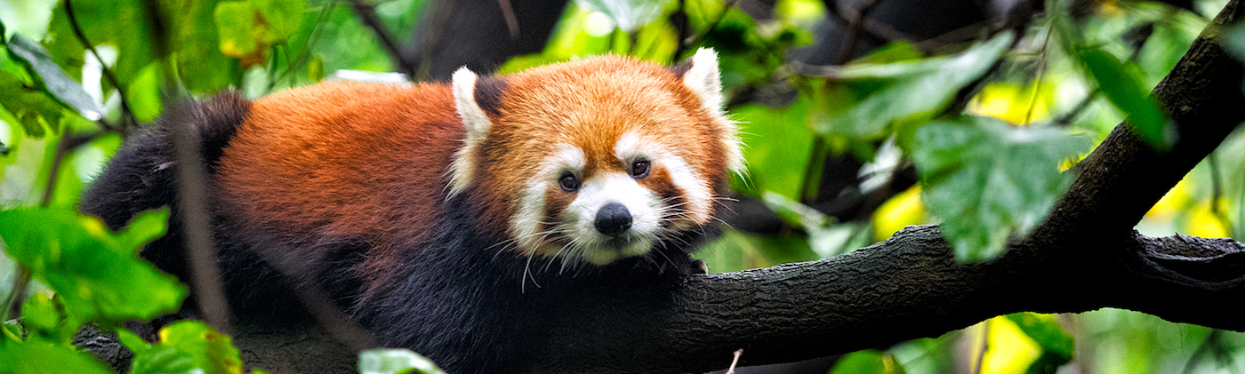 Red Panda Facts | China Wildlife Guide