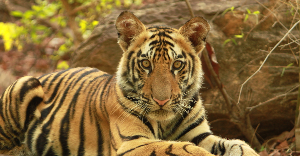 Know Before You Go | The Grand India Wildlife Adventure