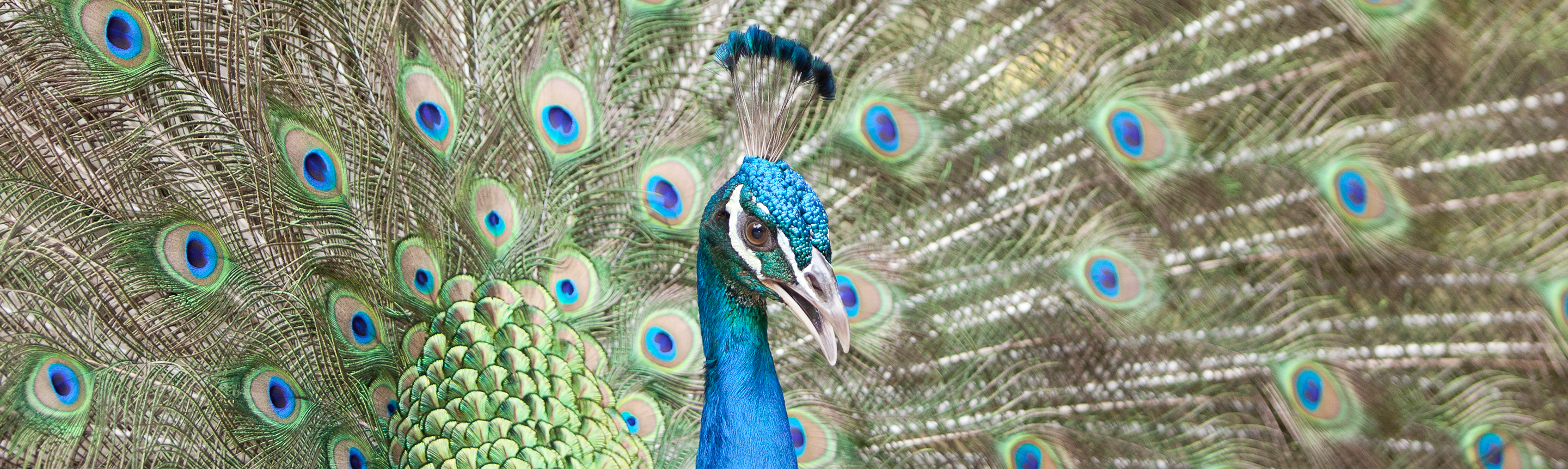 Indian Peafowl Facts | India's Wildlife Guide