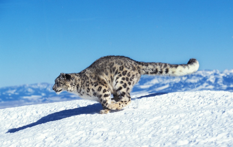 Snow Leopard Facts | Himalayas Wildlife Guide