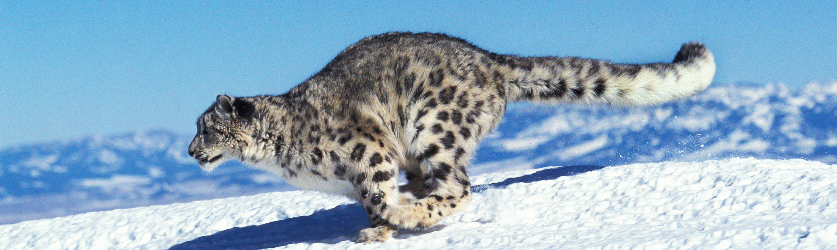 Snow Leopard Facts  Himalayas Wildlife Guide