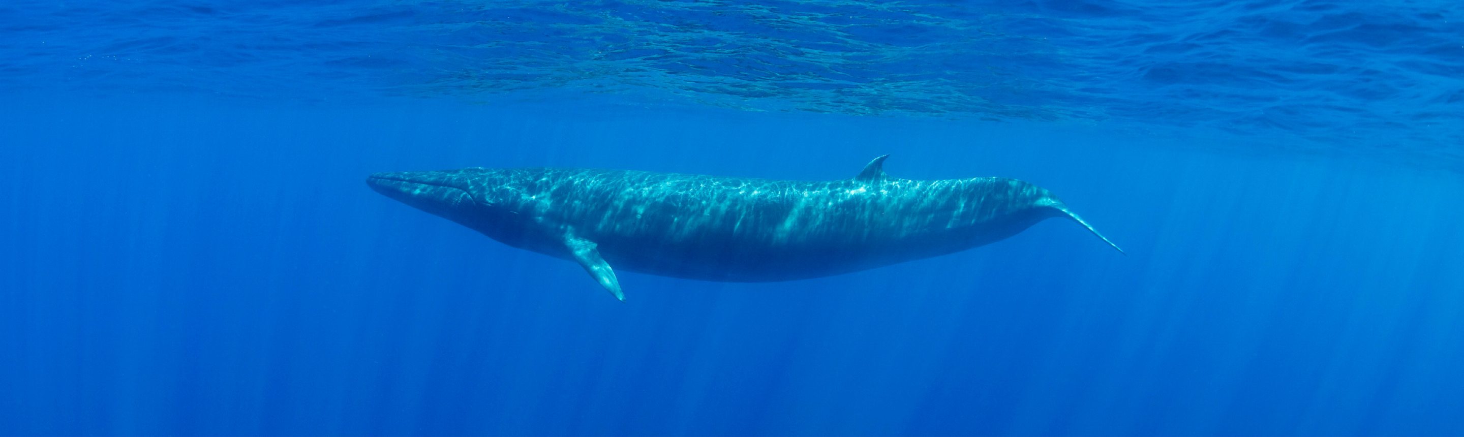 Blue Whale Facts | Sri Lanka Wildlife Guide