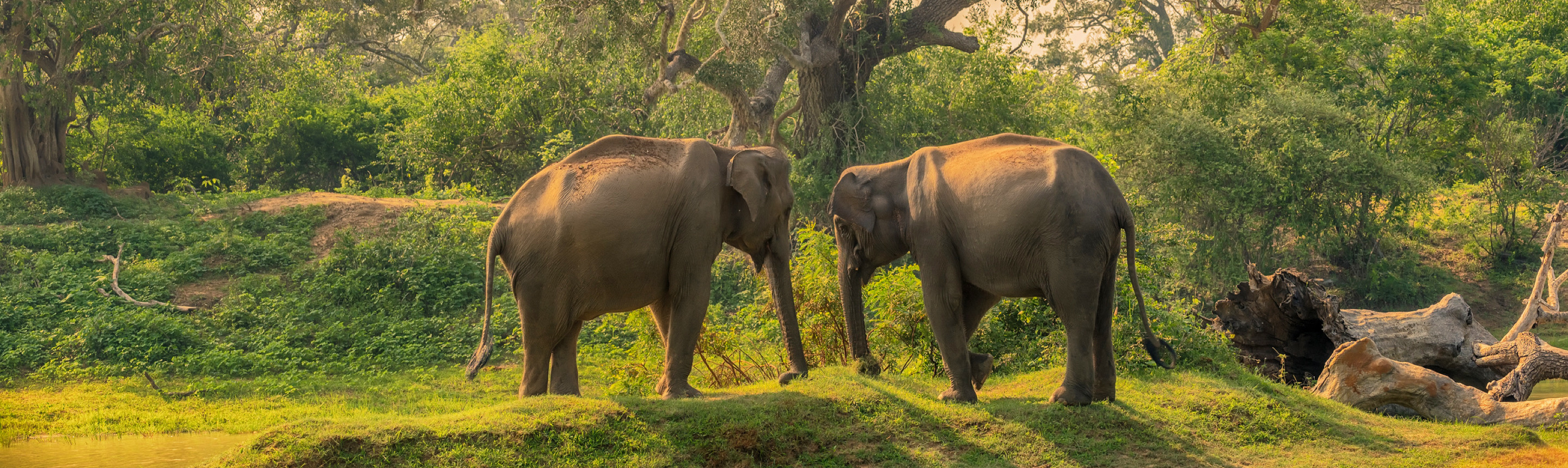 Sri Lankan Elephant Facts | Sri Lanka Wildlife Guide