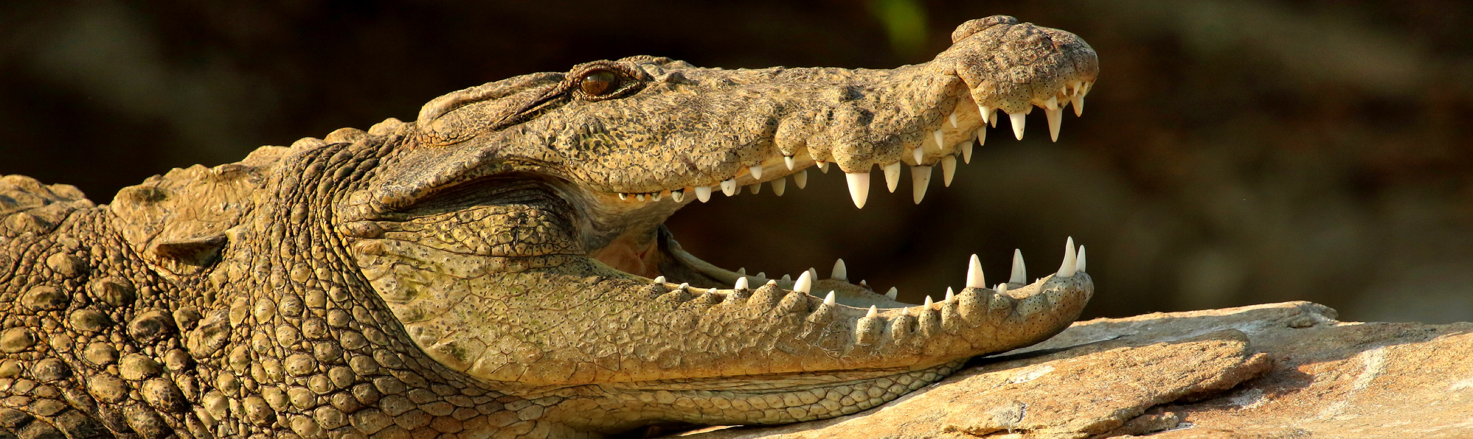 Chinese city hunts for dozens of crocodiles, Taiwan News
