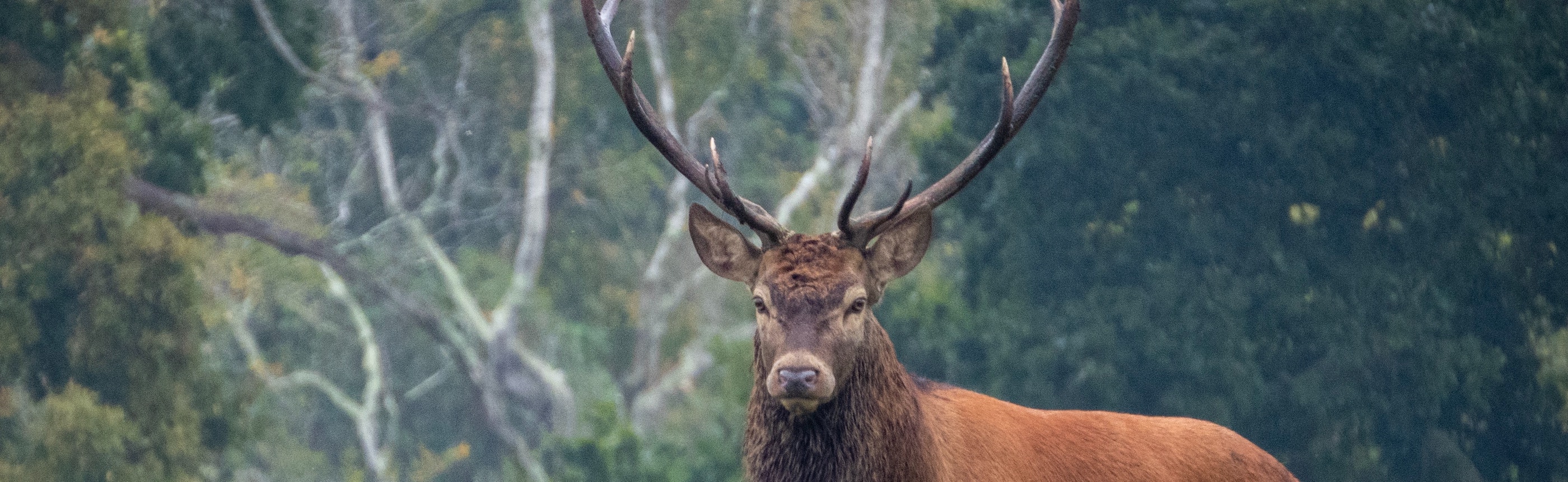 About, Wildlife Red Deer