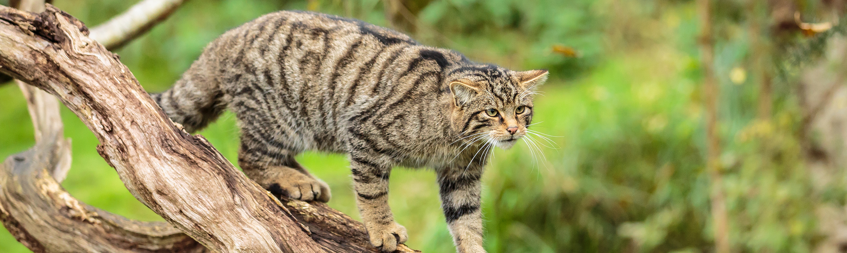 Wild cat in care at the Cincinnati Zoo after testing positive for, Descubra  o mundo das apostas online com a futebol oline - welona.in