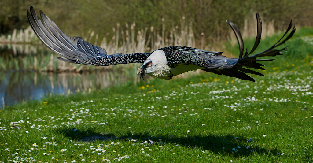 Wildlife in Switzerland | Know Before You Go