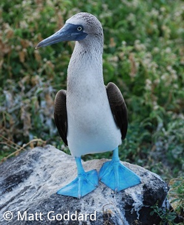 Birds of the Galapagos | Natural Habitat Adventures