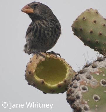 Birds of the Galapagos | Natural Habitat Adventures