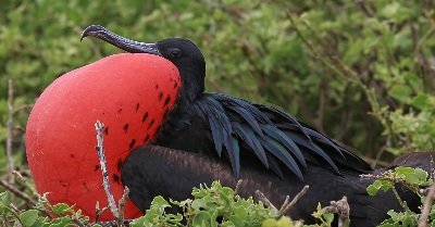 Galapagos Bird Facts | Galapagos Islands Wildlife Guide