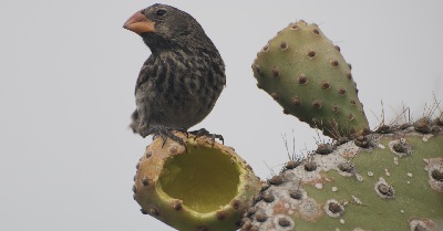 Galapagos Bird Facts | Galapagos Islands Wildlife Guide