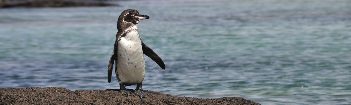 galapagos-penguin-facts-birds-of-the-galapagos-islands