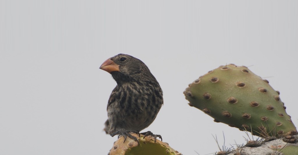 Galapagos Bird Facts | Galapagos Islands Wildlife Guide