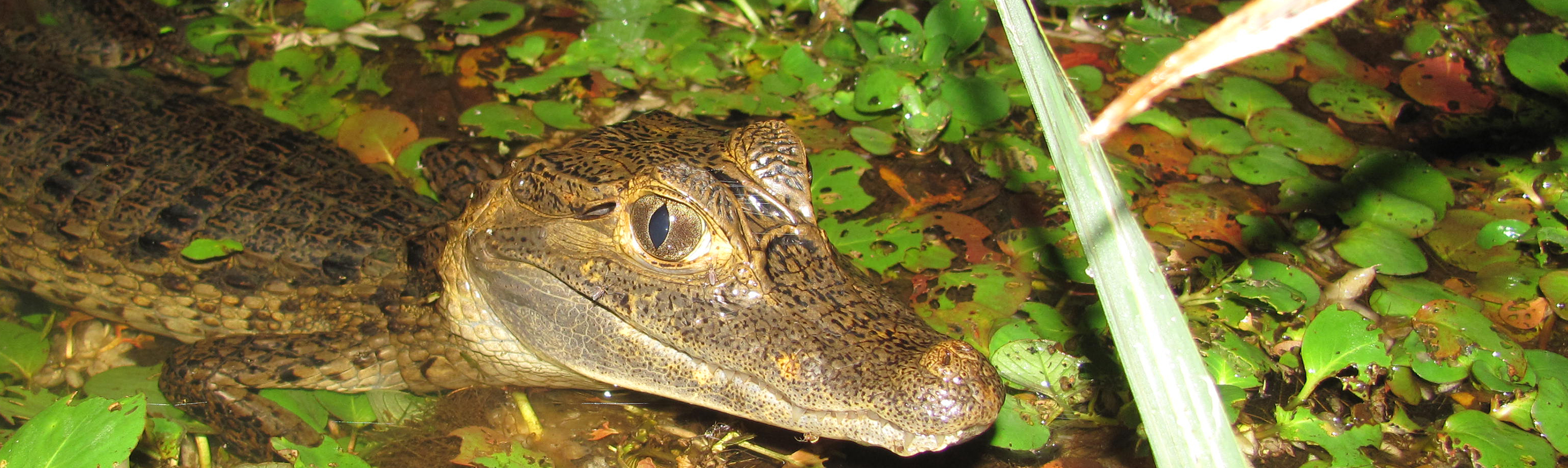 Crocodiles & Caimans Facts | Costa Rica Wildlife Guide