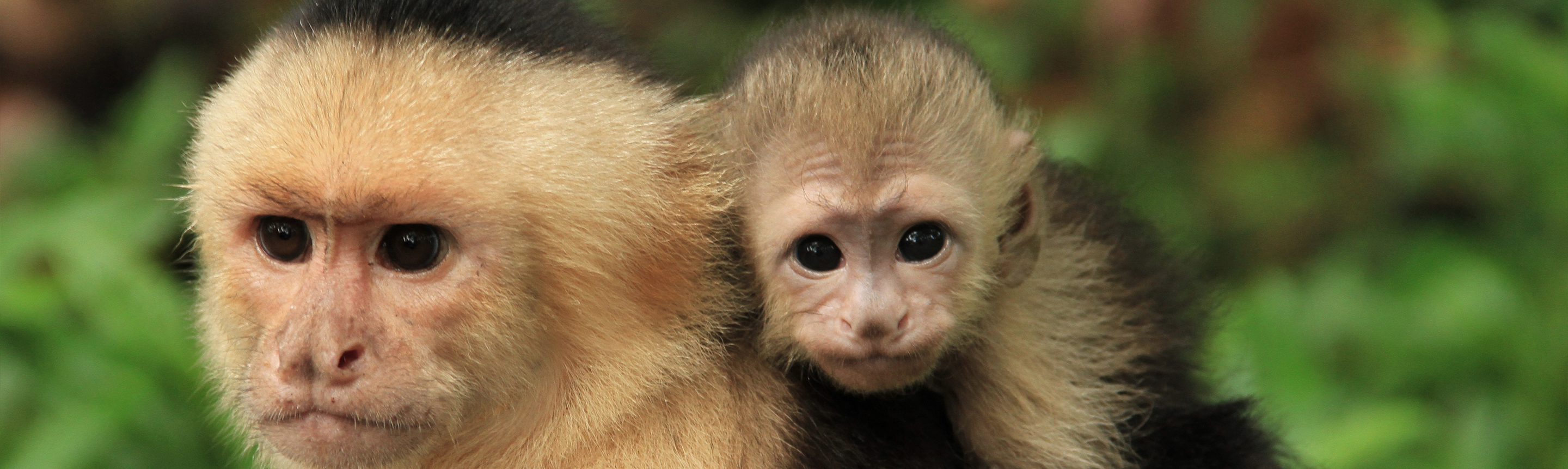 Capuchin Facts Costa Rica Wildlife Guide