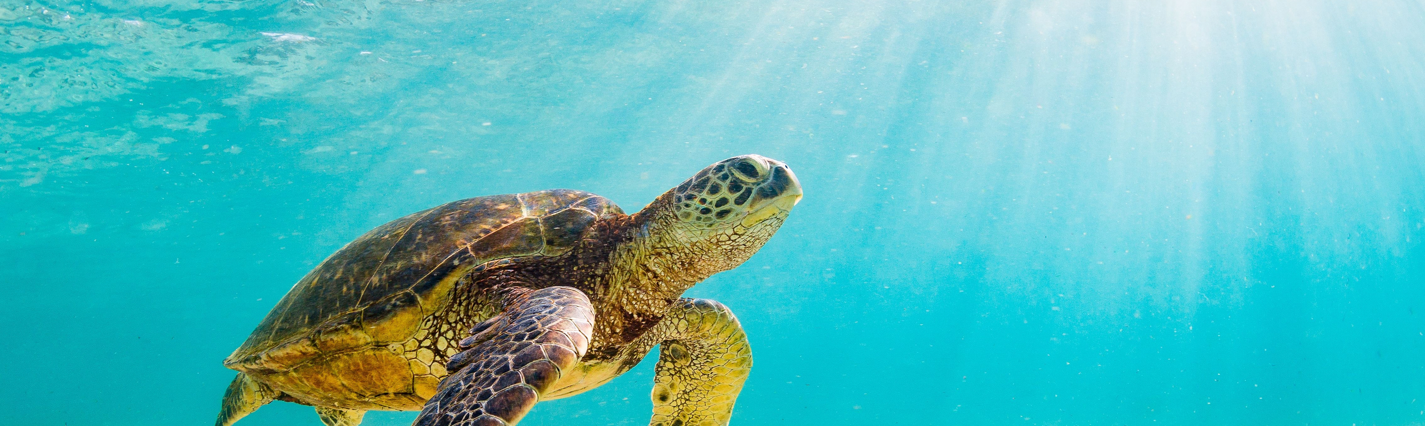 Sea Turtle Facts  Florida Wildlife Guide