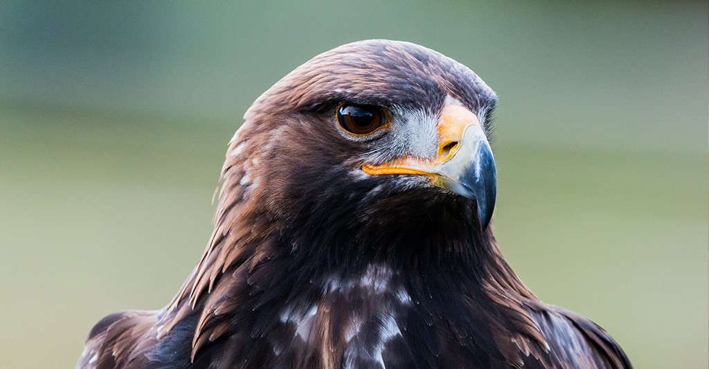 Wildlife in Switzerland | Know Before You Go