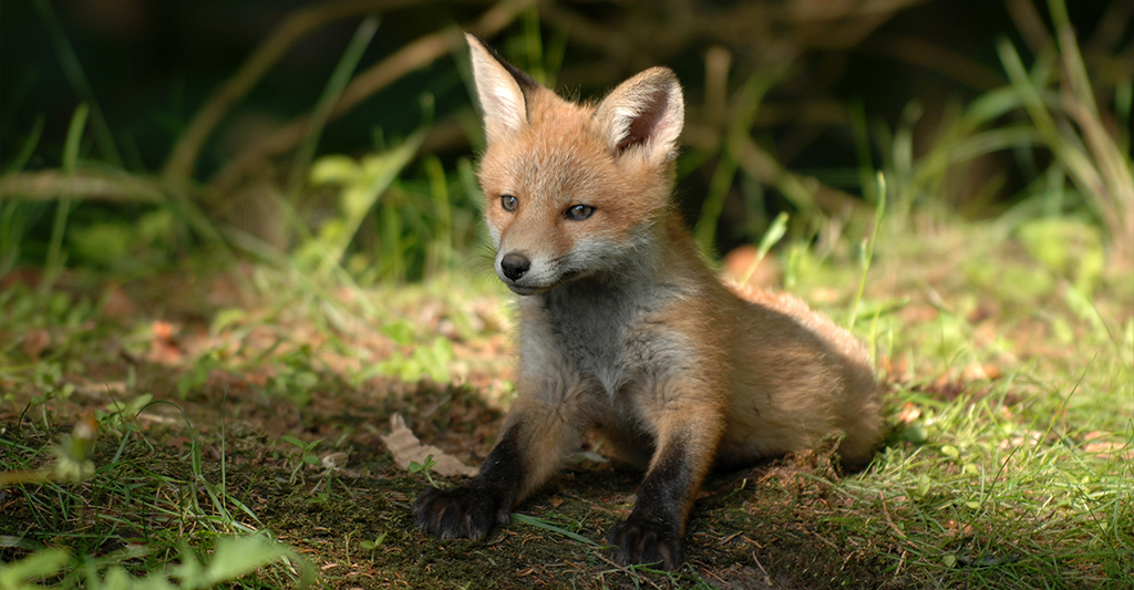 Wildlife in Switzerland | Know Before You Go