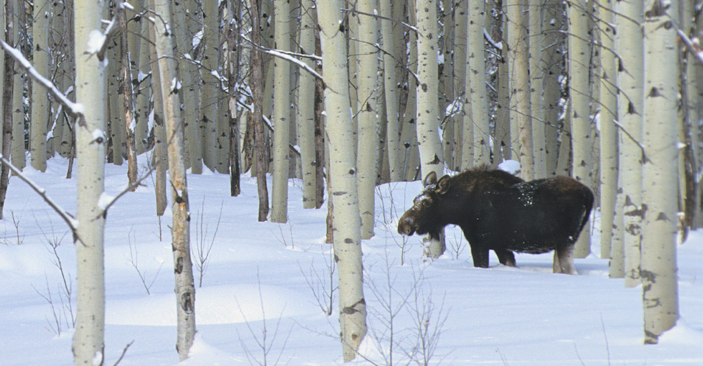 weather-climate-yellowstone-national-park