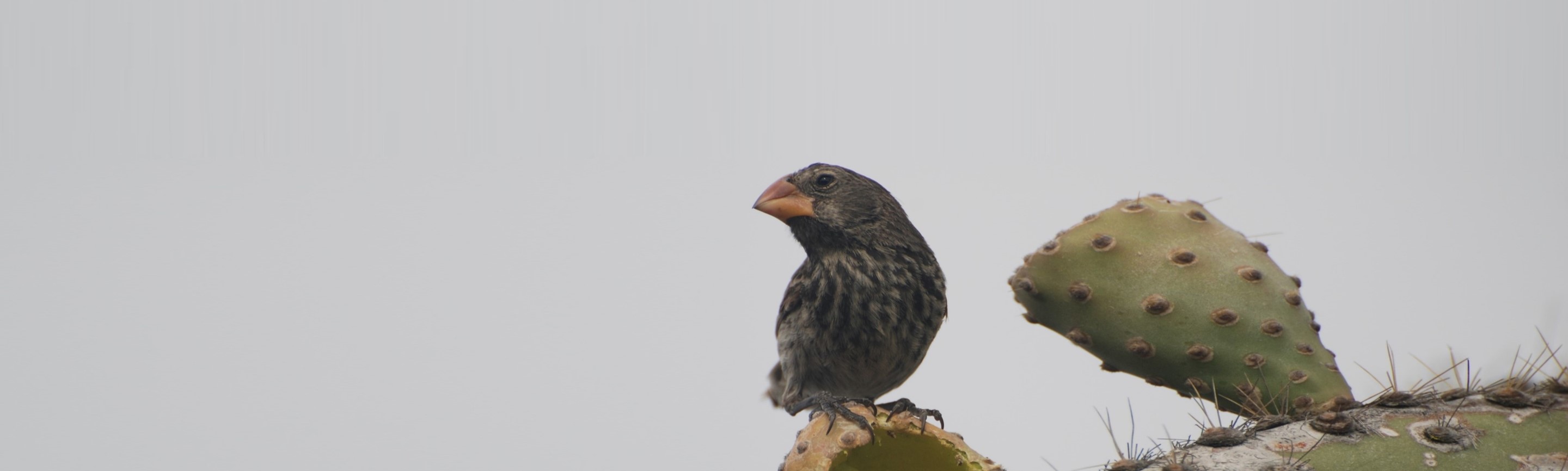 Darwin's Finch Facts | Birds & Wildlife of the Galapagos