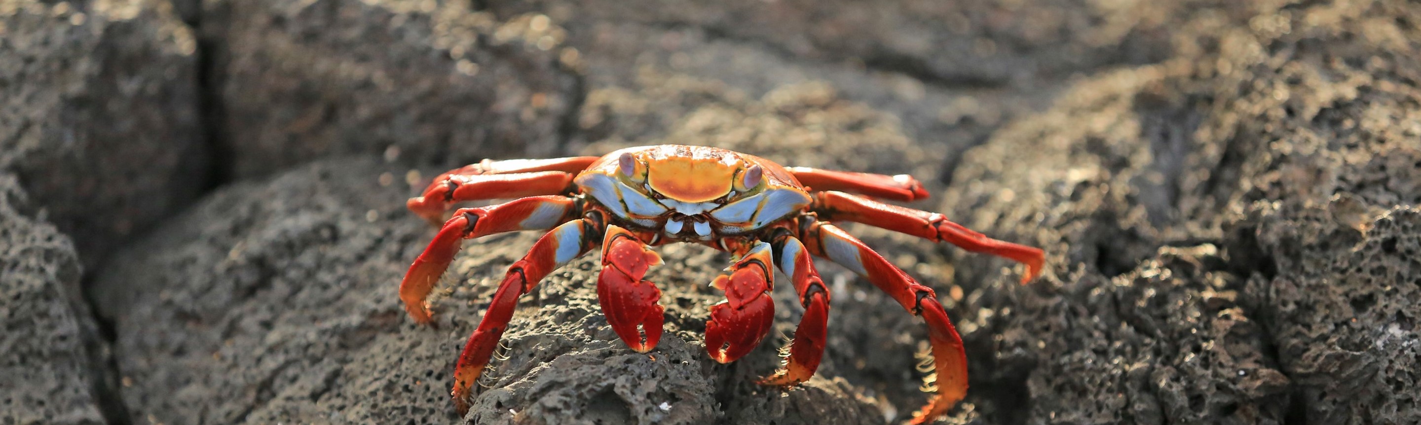  Cute Cheerful Crab Sea Shells Womens Tankini Tops Only