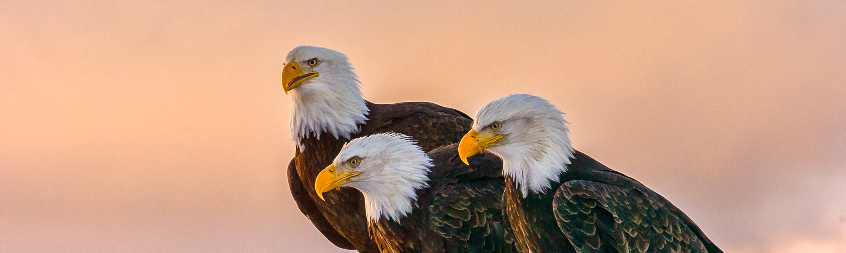 All About an All American Bird: The Bald Eagle - Bird Buddy Blog