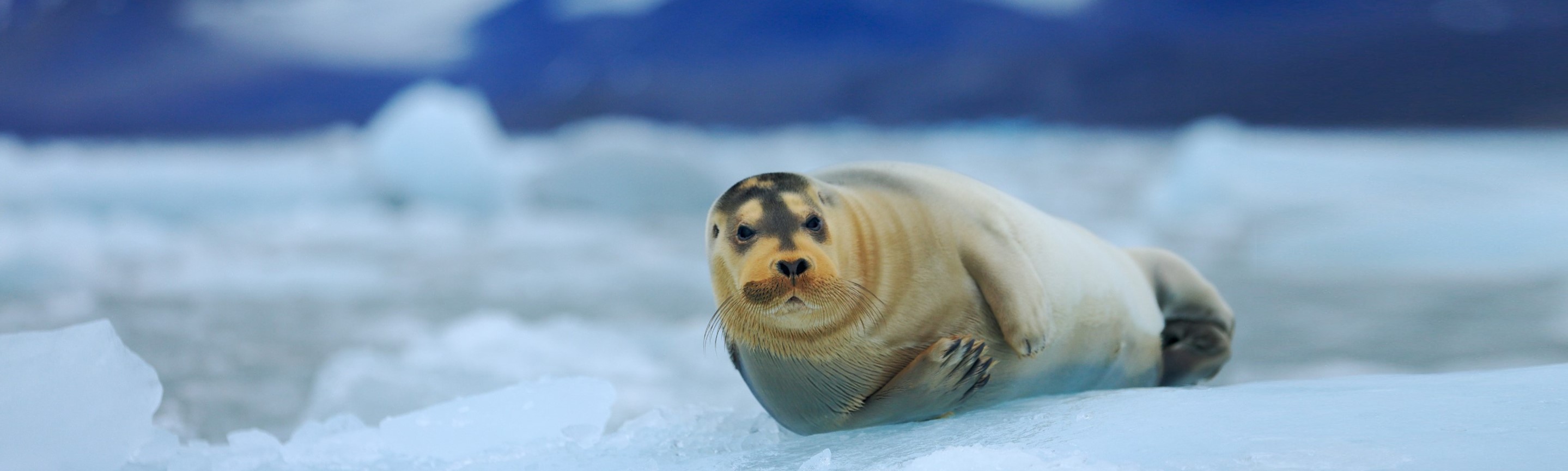 Bearded Seal Facts Churchill Wildlife Guide