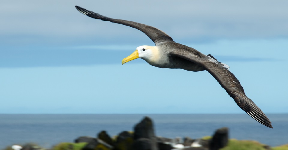 Galapagos Islands Wildlife Guide | Galapagos Wildlife Facts