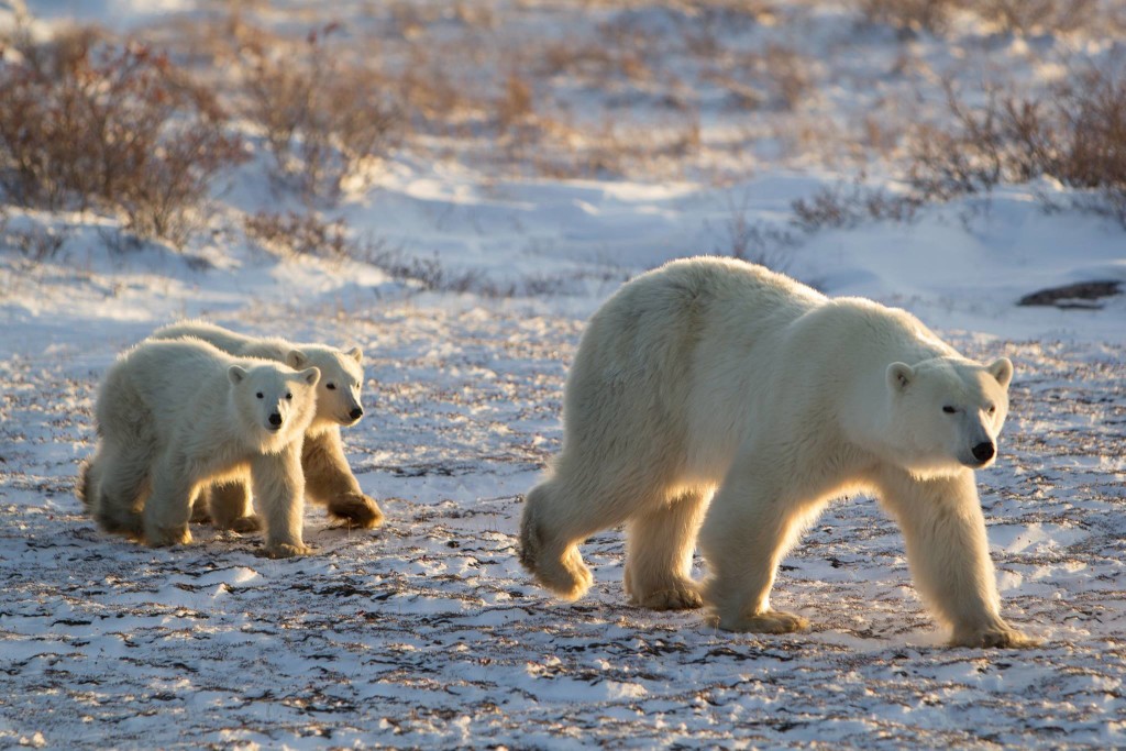 The Importance of Seeing Polar Bears in the Wild | Churchill