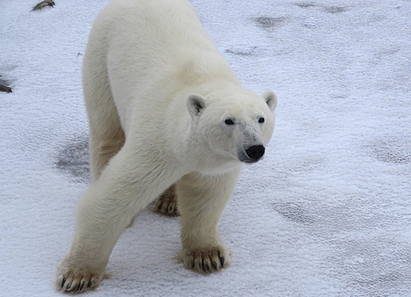 Pinch Me: Polar Bears & Northern Lights