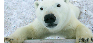 Polar Bear Photography Trip